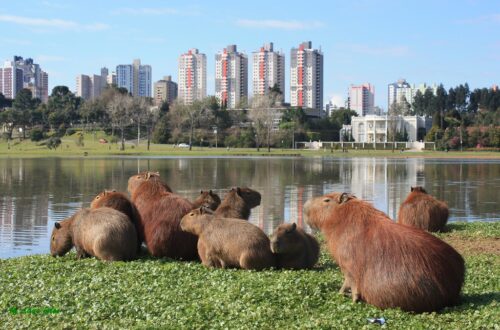 Parque Bariguí - um dos melhores parques da capital paranaense